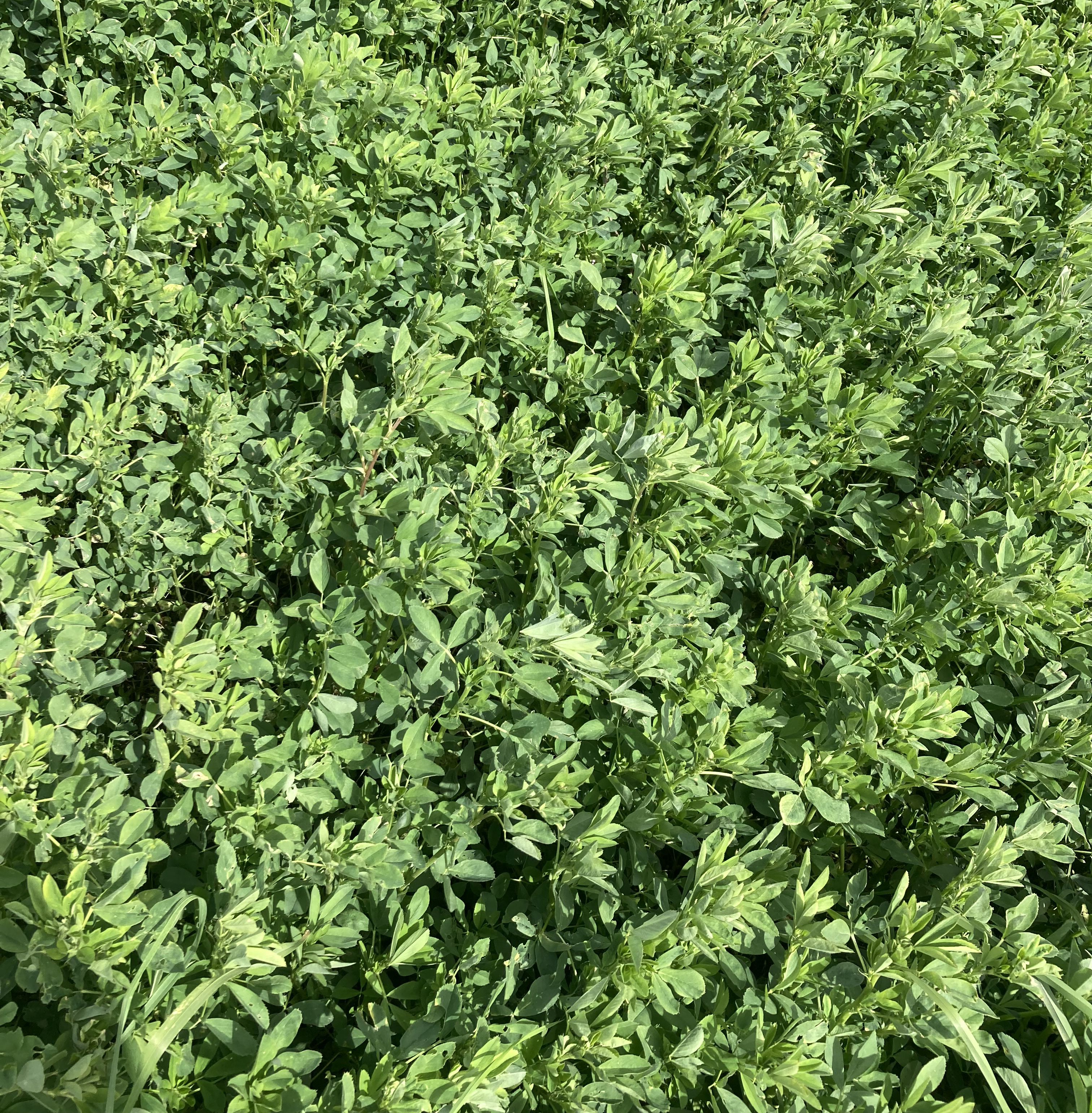 26 alfalfa 2_Nicolle Ritchie.jpeg